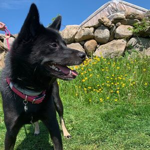 Meet your Posher, Sierra